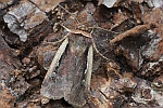 Hellrandige Erdeule (Ochropleura plecta)
