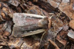 Hellrandige Erdeule (Ochropleura plecta)