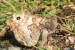 Ockerbindige Samtfalter (Hipparchia semele)