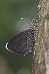 Schwarzspanner (Odezia atrata)