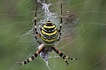 Wespenspinne (Argiope bruennichi)