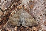 Nesselschnabeleule (Hypena proboscidalis)