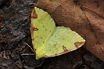 Gelbspanner (Opisthograptis luteolata)