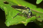 Grnschwarze Blattwespe (Tenthredo mesomela)