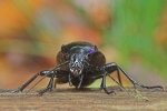 Goldleiste (Carabus violaceus)