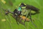 Grnschwarze Blattwespe (Tenthredo mesomela)