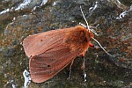 Zimtbr (Phragmatobia fuliginosa)