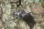 Goldleiste (Carabus violaceus)