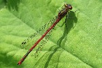 Frhe Adonislibelle (Pyrrhosoma nymphula)