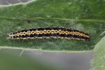 Natternkopf-Grasminiermotte (Ethmia bipunctella)