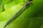 Kleinlibellen (Unterordnung zygoptera)