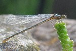 Kleinlibellen (Unterordnung zygoptera)
