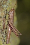Gr. Goldschrecke (Chrysochraon dispar)