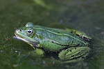 Teichfrosch (Rana esculenta)