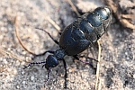 Schwarzblauer lkfer (Meloe proscarabaeus)