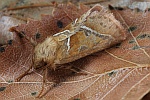 Ampfer-Wurzelbohrer (Triodia sylvina)