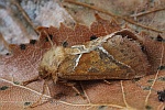Ampfer-Wurzelbohrer (Triodia sylvina)