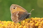 Kleiner Heufalter (Coenonympha pamphilus)