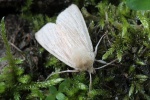 Bleiche Graseule (Mythimna pallens)
