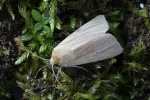 Bleiche Graseule (Mythimna pallens)