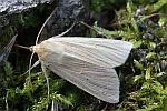 Bleiche Graseule (Mythimna pallens)