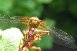 Plattbauch (Libellula depressa)