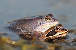 Moorfrosch (Rana arvalis)