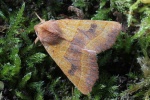 Ockergelbe Escheneule (Atethmia centrago)