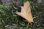 Birken-Zackenrandspanner (Ennomos erosaria)