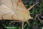 Birken-Zackenrandspanner (Ennomos erosaria)
