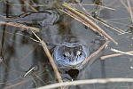 Moorfrosch (Rana arvalis)