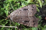 Pyramideneule (Amphipyra pyramidea)