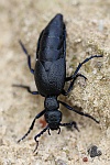 Schwarzblauer lkfer (Meloe proscarabaeus)