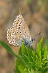 Blulinge (Familie lycaenidae)