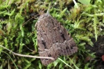 Pyramideneule (Amphipyra pyramidea)