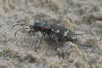 Brauner Sandlaufkfer (Cicindela hybrida)