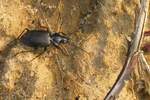 Schwarzer Enghalskfer (Limodromus assimilis)