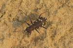 Brauner Sandlaufkfer (Cicindela hybrida)