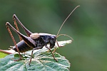 Strauchschrecke (Pholidoptera griseoaptera)