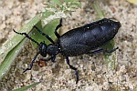 Schwarzblauer lkfer (Meloe proscarabaeus)