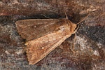 Weipunkt-Graseule (Mythimna albipuncta)