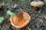 Fichtenreizker (Lactarius deterrimus) - essbar