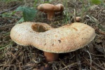 Fichtenreizker (Lactarius deterrimus) - essbar
