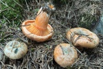 Fichtenreizker (Lactarius deterrimus)