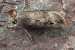 Ypsiloneule (Agrotis ipsilon)