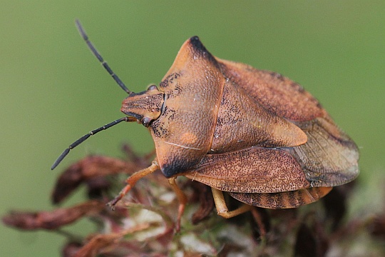 Nrdliche Fruchtwanze (Carpocoris fuscispinus)