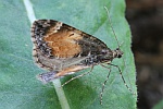 Mndchenflecken-Bindenspanner (Dysstroma truncata)