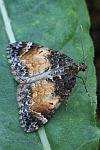 Mndchenflecken-Bindenspanner (Dysstroma truncata)