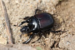 Stierkfer (Typhaeus typhoeus)