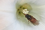 Schnauzenschwebfliege (Rhingia campestris)